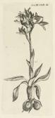 buxbaum johann christian 1693-1730,Plantarum minus cognitarum ... plantas circa Byz,1728,Christie's 2007-11-14