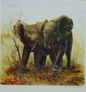 BUXTON HIDE Dorothea,Baby African Elephants,David Duggleby Limited GB 2017-03-11