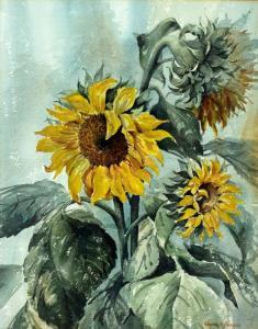 BUXTON MACCLESFIEL EDITH,Sunflowers,Capes Dunn GB 2016-05-17