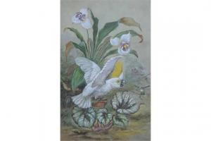 BUXTON S 1800-1900,Cockatoo and flora,1907,Peter Wilson GB 2015-09-16