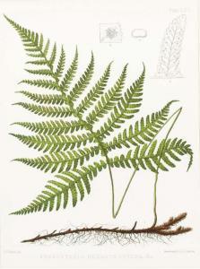 cady eaton daniel 1800-1800,The Ferns of North America,1880,Christie's GB 2004-10-05