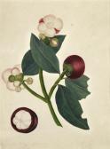 CALCUTTA SCHOOL,Garcinia mangostana,c.1850,Bonhams GB 2016-10-18