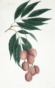 CALCUTTA SCHOOL,Lychees,c.1820,Bonhams GB 2016-10-18