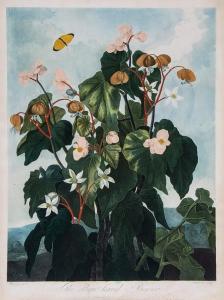 CALDWELL Thornton James 1739,Leaved Begonia,1800,Dreweatts GB 2014-07-24