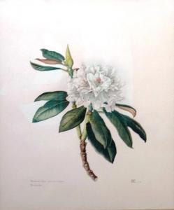 CAMERON Elizabeth,Rhododendron sphaeroblastum,20th century,Bellmans Fine Art Auctioneers 2018-09-11