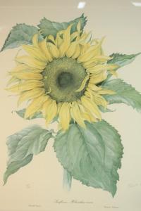 CAMERON Elizabeth 1915-2008,Sunflower,Criterion GB 2023-01-18