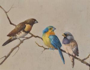 CAMOS Henri,finches on a branch,Burstow and Hewett GB 2012-05-02