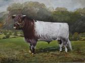 CAMPBELL Reginald Earl 1923-2008,Study of a bull,1948,Cuttlestones GB 2018-06-07