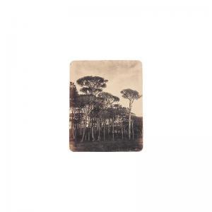 CANEVA Giacomo 1813-1865,Study of trees,Sotheby's GB 2001-05-10