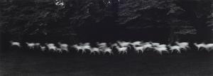 CAPONIGRO Paul 1932,Running White Deer, County Wicklow, Ireland,1983,Lempertz DE 2023-12-01