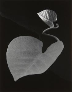 CAPONIGRO Paul 1932,Two Leaves,1963,Phillips, De Pury & Luxembourg US 2014-10-01