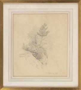 CASILEAR John William 1811-1893,Study of a Tree,1876,Eldred's US 2021-11-19