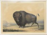 CATLIN George 1794-1872,Buffalo Bull,1844,Nadeau US 2019-10-26