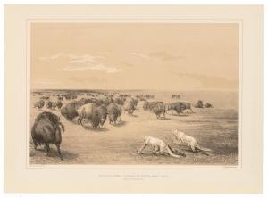 CATLIN George 1794-1872,Buffalo Hunt, Under the White Wolf Skin,Santa Fe Art Auction US 2024-03-14