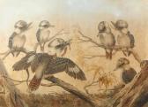 CAYLEY Neville Henry P. 1853-1903,Kookaburras,Bonhams GB 2010-06-26