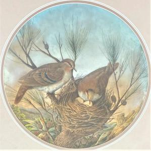 CAYLEY Neville Henry P. 1853-1903,Nesting Brush Bronzewing Pigeons,1883,Theodore Bruce AU 2023-11-27