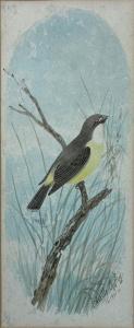 CAYLEY Neville Henry P. 1853-1903,Yellow Bellied Finch,1901,Theodore Bruce AU 2023-11-27
