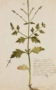 CESI FEDERICO,Branche de verveine, Verbena Officinalis L.,Christie's GB 2011-04-01