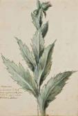 CESI FEDERICO,Feuille d'acanthe, Onopordum acanthium L.,Christie's GB 2011-04-01