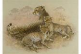 CHAPMAN Jean,leopard mother and cubs,Eastbourne GB 2015-07-09