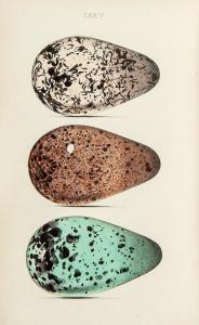 CHAPMAN William 1817-1879,Eggs of British Birds,Dreweatts GB 2014-02-27