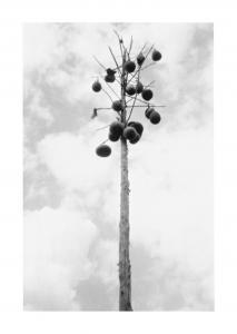 CHRISTENBERRY William 1936-2016,'Gourd Tree, Near Scuba, Mississippi',Sotheby's GB 2017-11-20