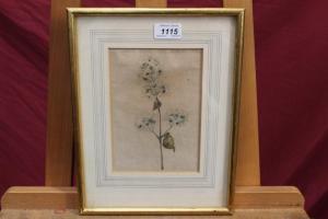 CHURCHYARD Ellen 1826-1909,botanical study,Reeman Dansie GB 2017-04-25