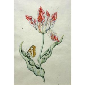 CLAESZ Anthony I 1592-1635,A Red and White Tulip with a Yellow Butterfly,William Doyle US 2016-05-18