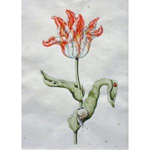 CLAESZ Anthony I,An Orange and White Tulip with a Snail and a Ladyb,William Doyle 2016-05-18