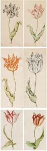 CLAESZ Anthony I 1592-1635,Tulips,Van Ham DE 2020-11-19