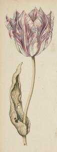 CLAESZ Anthony II 1607-1649,Study of a tulip,Rosebery's GB 2023-03-29
