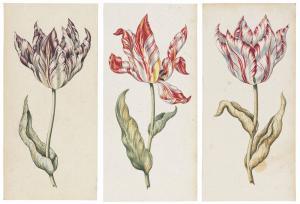 CLAESZ Anthony II 1607-1649,Three parrot tulips (purple, red and white),Christie's GB 2018-01-31