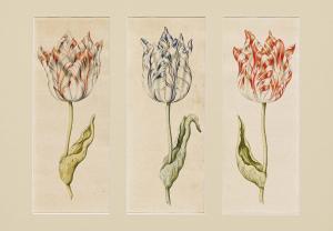 CLAESZ Anthony II 1607-1649,Tulips,Van Ham DE 2021-11-18