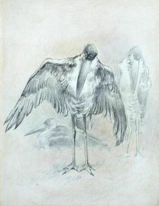 CLIFFORD Henry Charles 1861-1947,Studies of a Greater Adjutant Stork mantling,Cheffins GB 2015-06-17