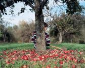 CODE KROLL Sara,Untitled (Man With Axe Under Apple Tree),2007,Daniel Cooney Fine Art US 2009-03-26