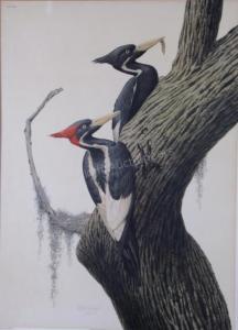 COHELEACH Guy Joseph 1933,Ivory-Billed Woodpecker,Wickliff & Associates US 2017-10-28