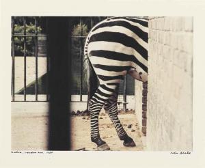 COKER Peter Godfrey 1926-2004,Zebra, London Zoo,1980,Christie's GB 2016-11-22