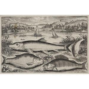 COLLAERT Adriaen 1560-1618,OISEAUX - POISSONS (Hollstein 1433,1460),Tajan FR 2021-12-08