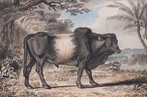 COLLET John 1725-1780,An East Indian Buffalo,Tennant's GB 2022-07-16