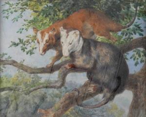COLLINS George Edward 1880-1968,American Opossums,Bellmans Fine Art Auctioneers GB 2024-01-15