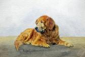 COLLIS TERENCE,A study of a golden retriever Michael,1936,Fieldings Auctioneers Limited 2014-11-15