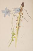 COLQUHOUN Ithell 1906-1988,Flower study,1933,Tennant's GB 2021-06-19