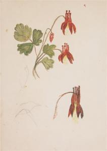 COLYER Vincent 1825-1888,Sketches of an Unidentified Flower,Hindman US 2017-01-19