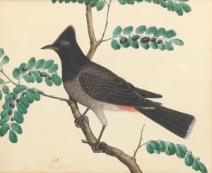 COMPANY SCHOOL,A nightingale (bulbul),1830,Bonhams GB 2019-04-30