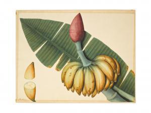COMPANY SCHOOL,A plantain (musa balbisiana) and a mango (mangifera foetida),Sotheby's GB 2021-10-27