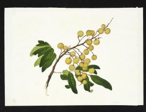 COMPANY SCHOOL,botanical studies,1817,Bruun Rasmussen DK 2017-06-02