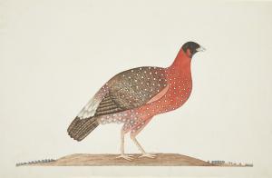 COMPANY SCHOOL,Tragopan pheasant,1820,Rosebery's GB 2019-06-12