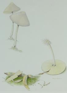CONNELL Margaret,Botanical studies of mushrooms,1988,Burstow and Hewett GB 2014-04-30