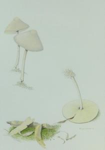 CONNELL Margaret,Botanical studies of mushrooms 1988,1988,Burstow and Hewett GB 2013-08-28