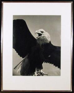 CONNELL Will 1898-1961,American Bald Eagle,1940,Ro Gallery US 2012-06-27